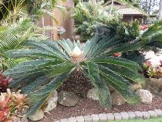 02_Hawaii_2 141.jpg (99097 bytes)